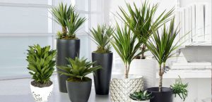 گیاهان آپارتمانی تصفیه‌ کننده هوای خانه