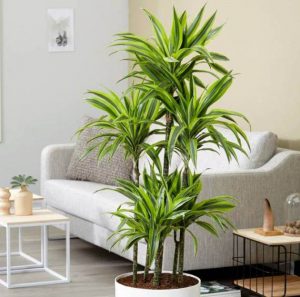 گیاهان آپارتمانی تصفیه‌ کننده هوا